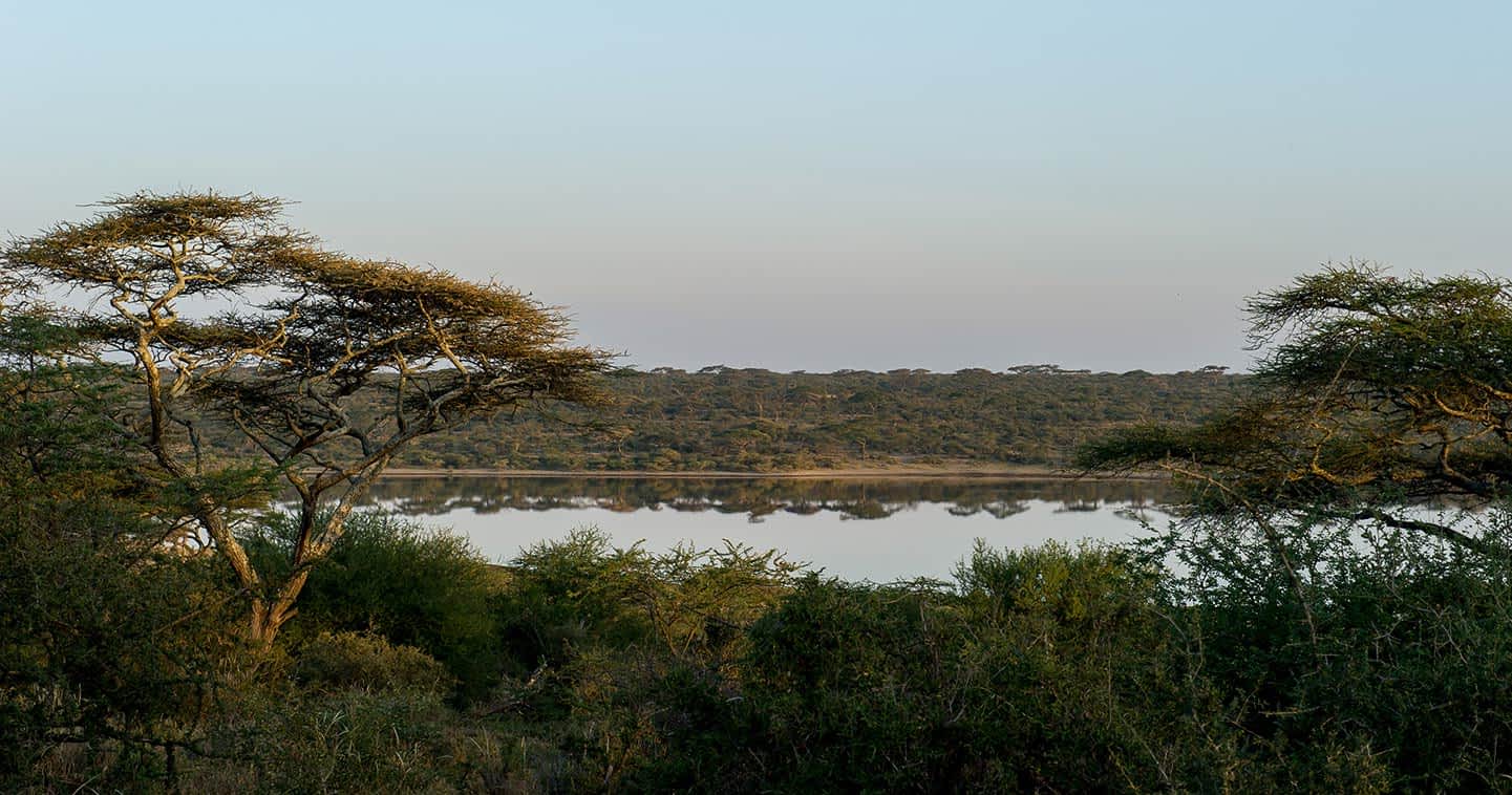 The Serengeti water source is surrounded by a dense forest