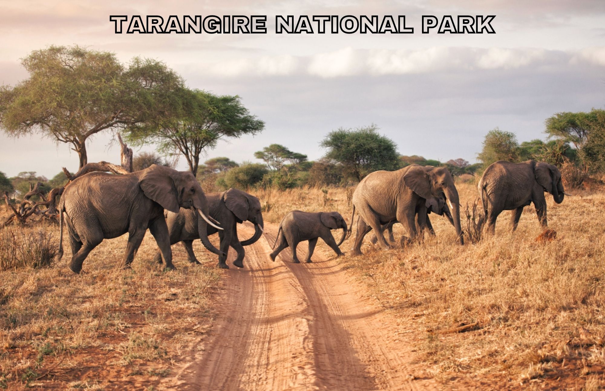 Beginning To Experience Tanzania's Wildlife Park- Tarangire National Park 