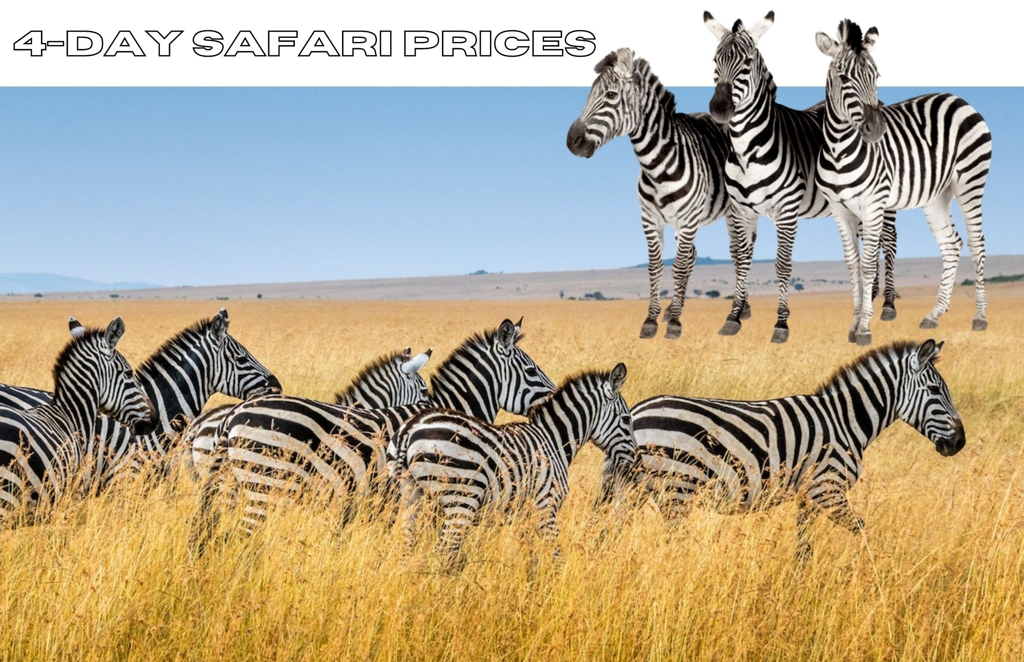 4-Day Safari Prices And Options That Are Available