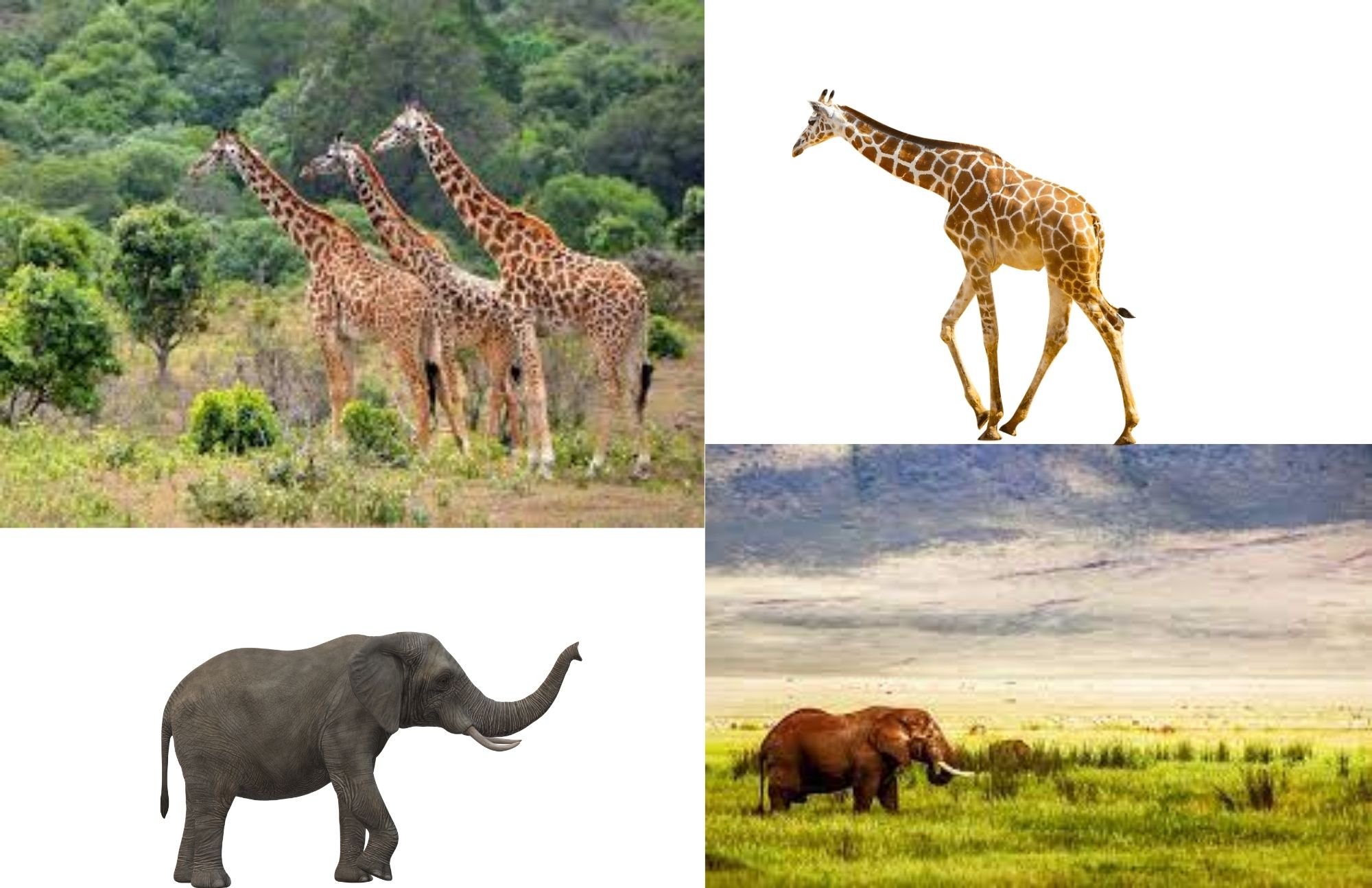 Lake Manyara is in the upper left corner, with three girrafes, and the Ngorongoro Crater is in the lower right corner, with an elephant walking on grass