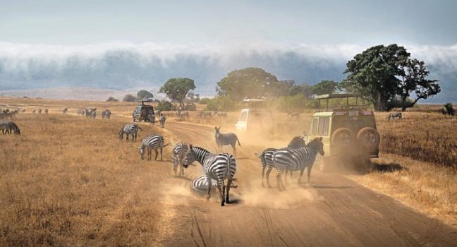 The Ngorongoro Safari has zebras and vehicles with tourists