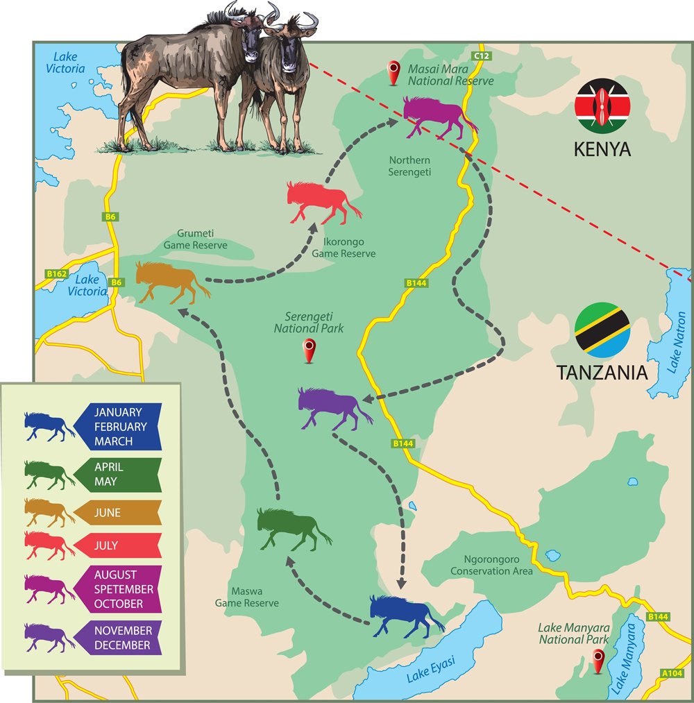 Wildebeest Migration- The Most Thrilling Wildebeest Life Phenomenon