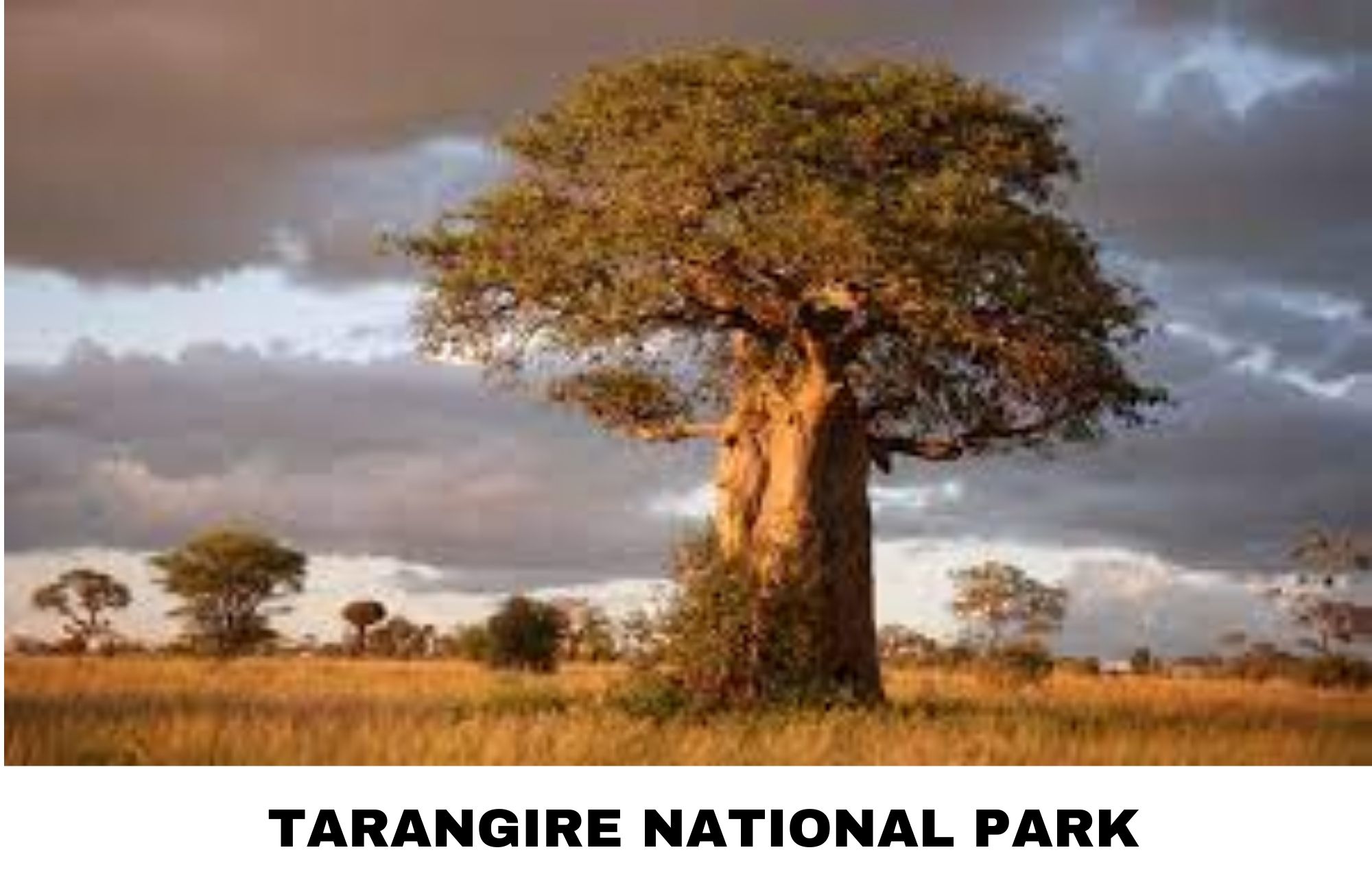 Tarangire National Park, with its massive baobab trees