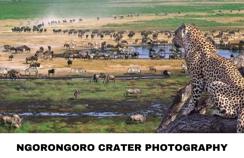 The Ngorongoro Crater photography includes a cheetah resting on a tree branch, watching the other animals