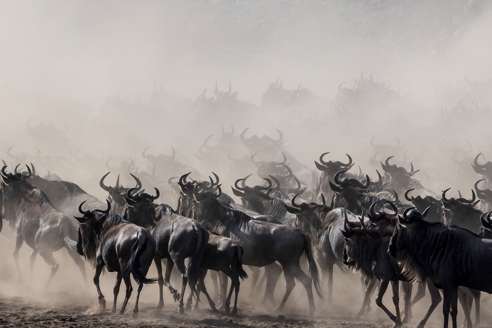 Wildebeests migrating to northern woodlands while storming