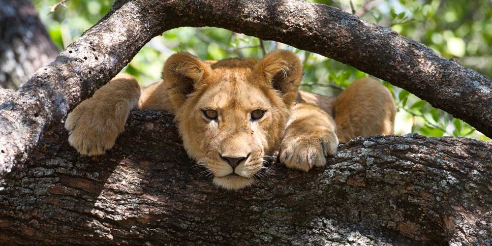 The cub is looking at the camera while climbing a tree