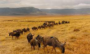 The herd of wildebeest is on the move in search of food