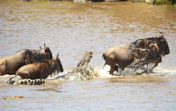 Three wildebeest are crossing the Nile River, and one of them is being attacked by a Nile Crocodile
