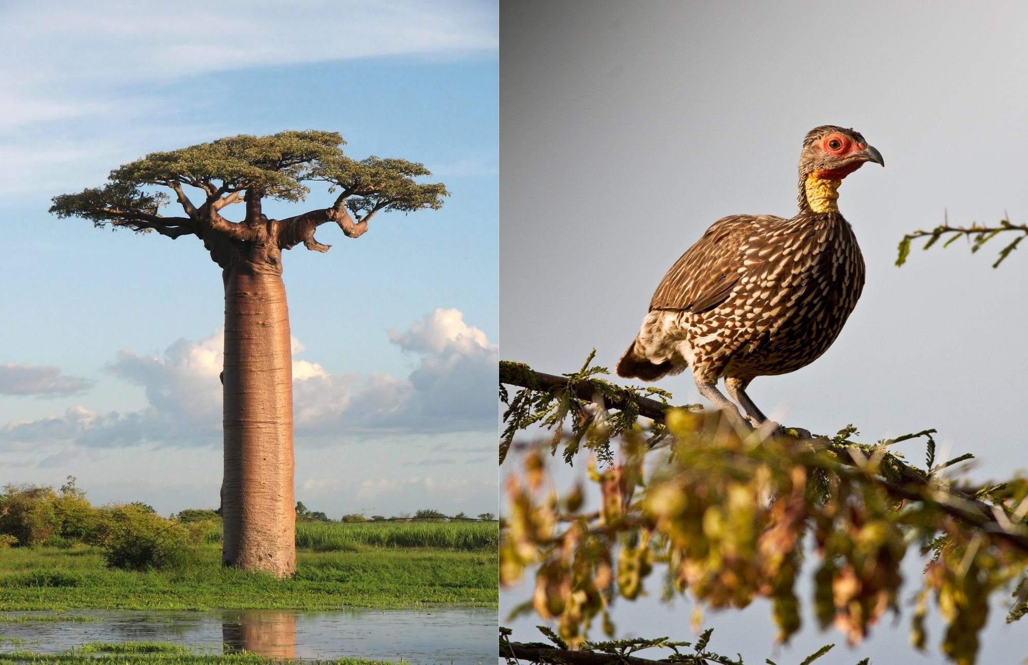 On the left, there are three Baobab tree, and on the right, a bird has landed on a tree branch