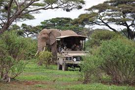 Arusha National Park with tall trees, a tourist vehicle, and an elephant at the back of the vehicle
