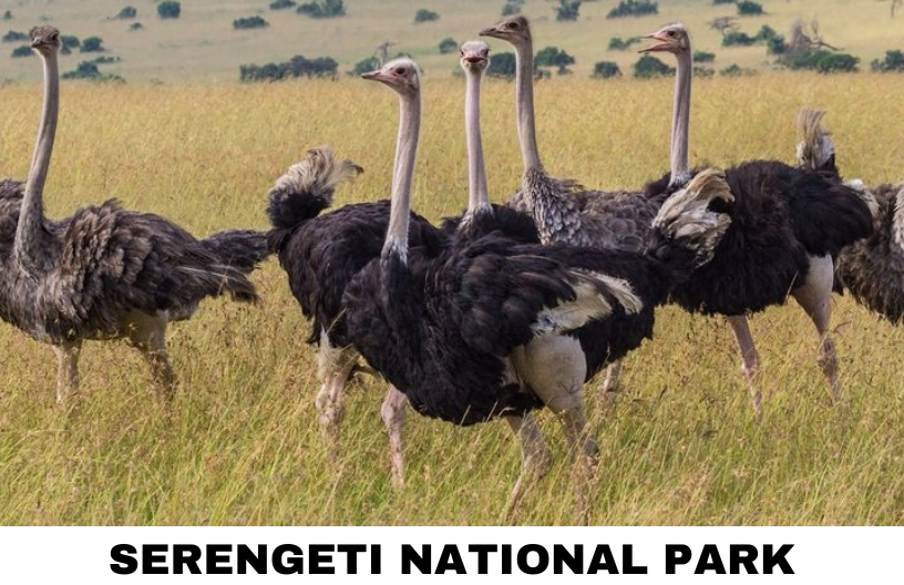 Six ostriches stand on grass in the Serengeti National Park