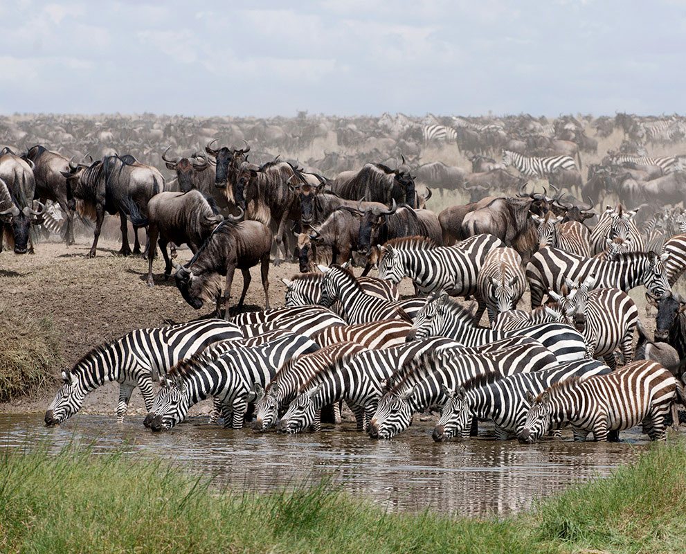 Ndutu, a herd of wildebeest and zebras that pauses during their migration to drink water