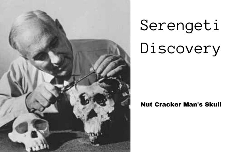 Nut cracker man skull in Olduvai Gorge Serengeti