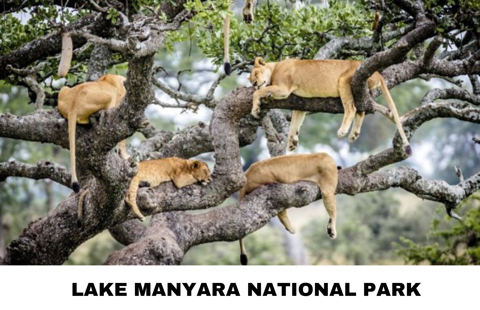 Lake Manyara National Park, with four sleeping lions on a tree branch