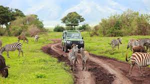 The Serengeti National Park road surrounded by Zebras
