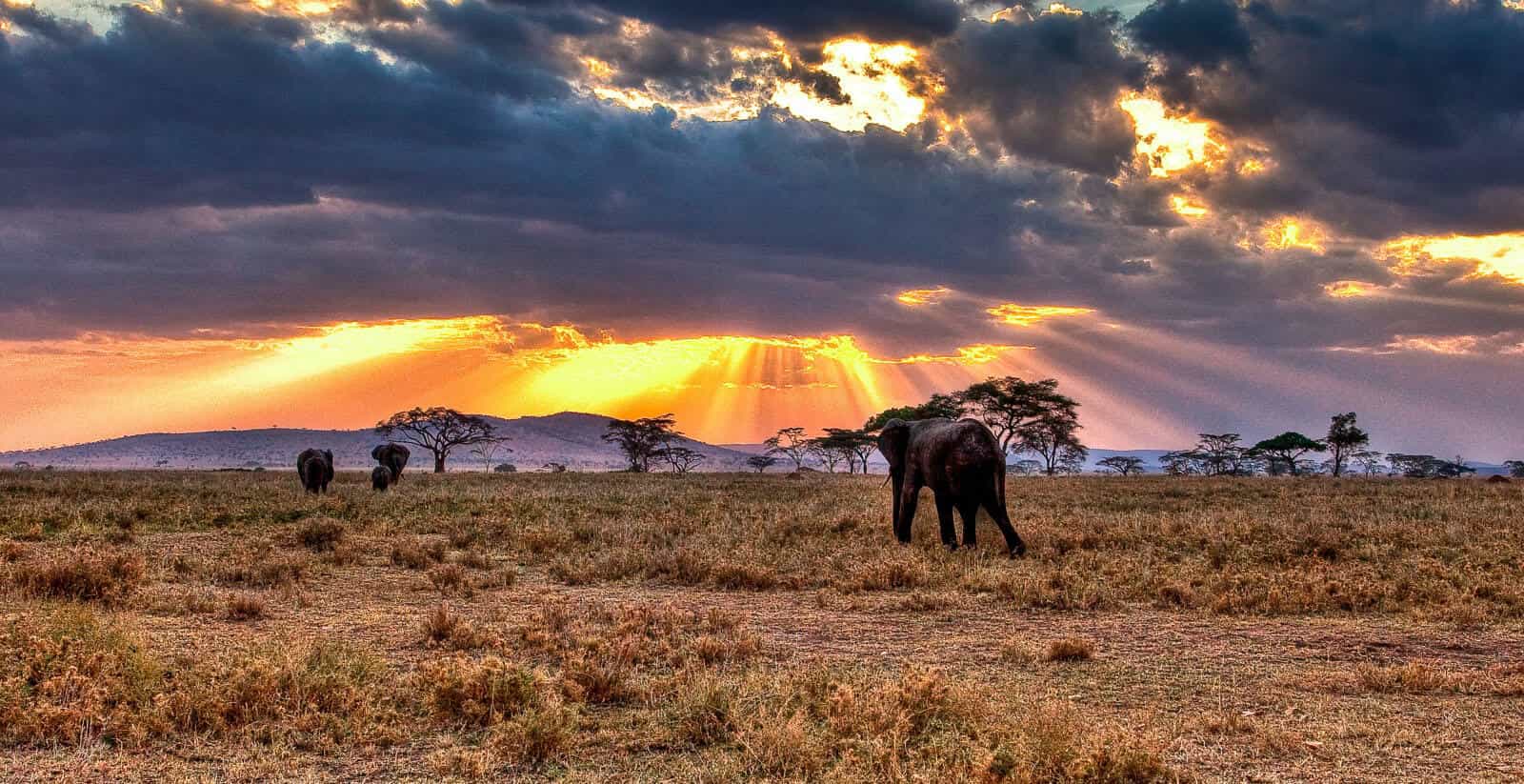 The Serengeti Plains National Park Safari Guide