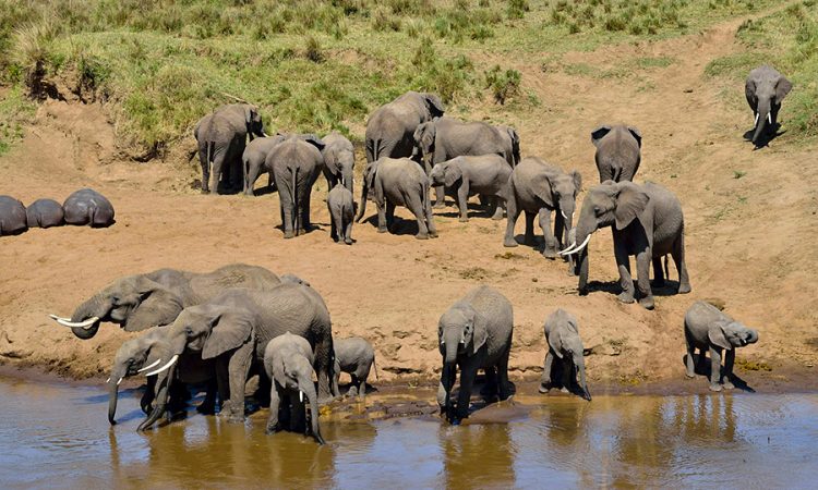 Group of twenty-one elephants on Tarangire national park
