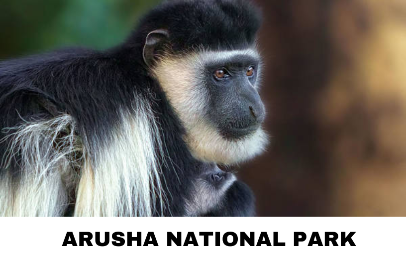 The Arusha National Park featuring the black-and-white colobus monkey