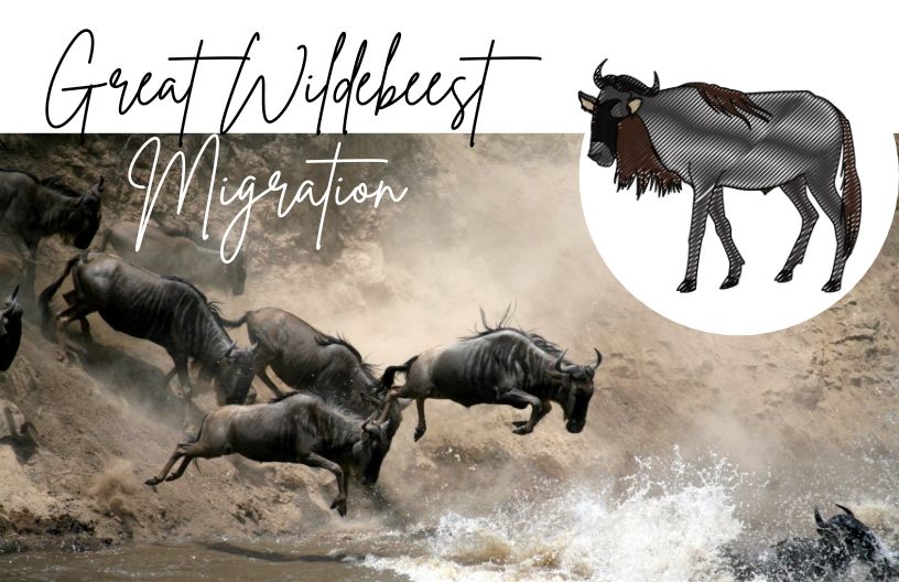 The Wildebeest Migration moving quickly across the water, with an artwork of a wildebeest in the upper right corner