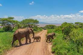 The Tarangire National Park road, with the elephant mother and her calves crossing