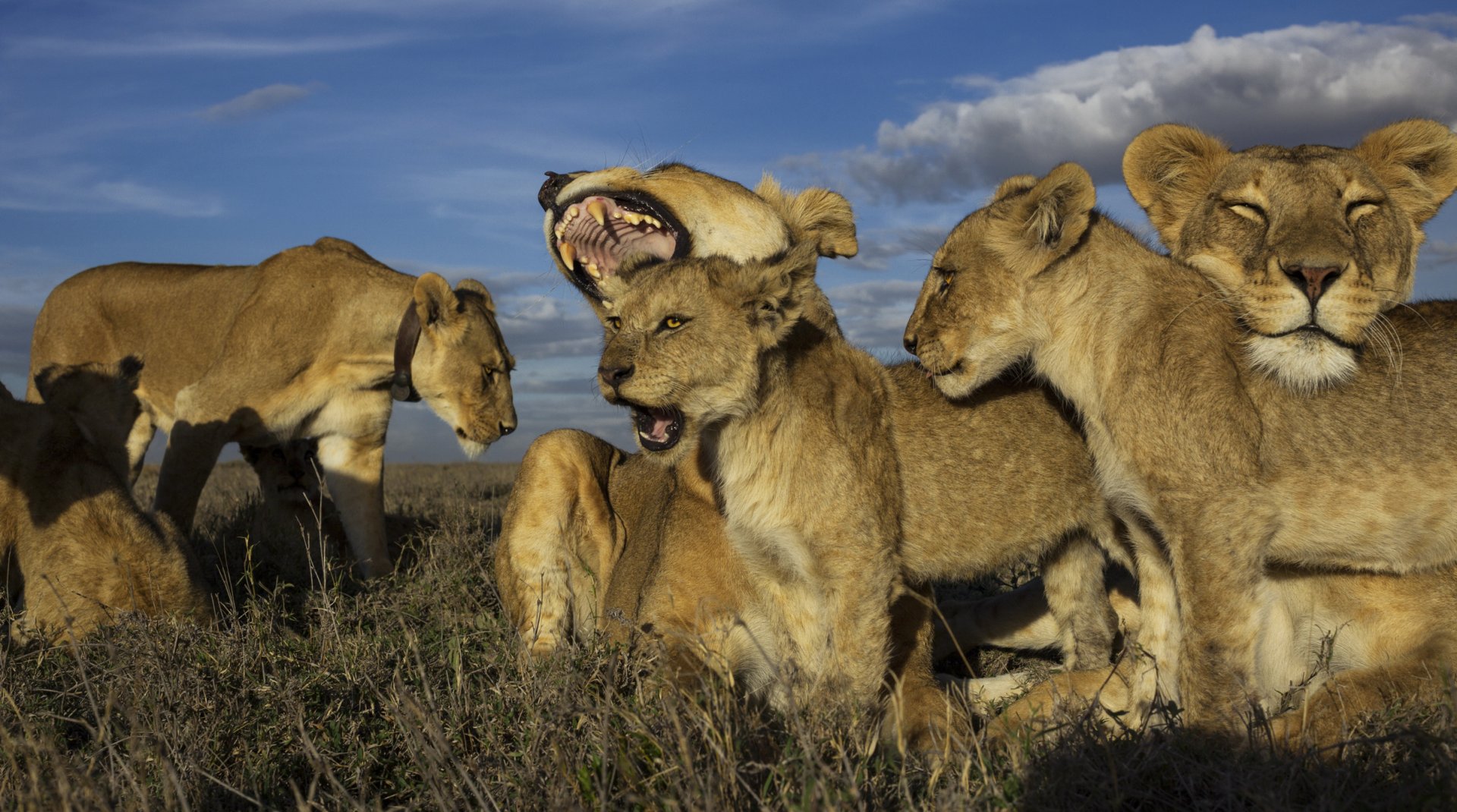 The Lions prides with their cubs in Serengeti
