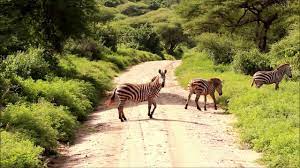 The Lake Manyara road, with three Zebras running and one looking at the camera
