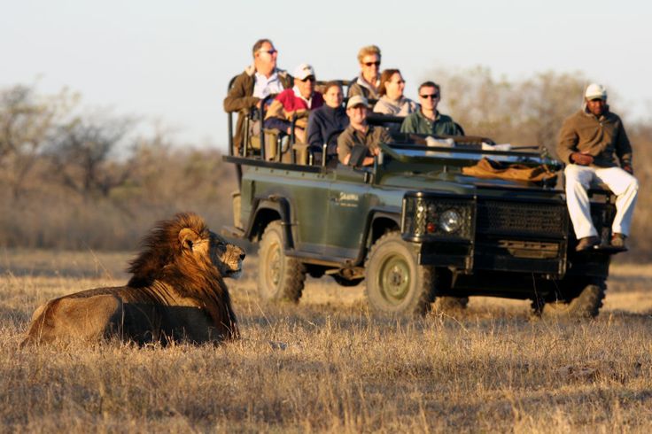 Tourists riding a vehicle and a lion sitting and chilling on the grass