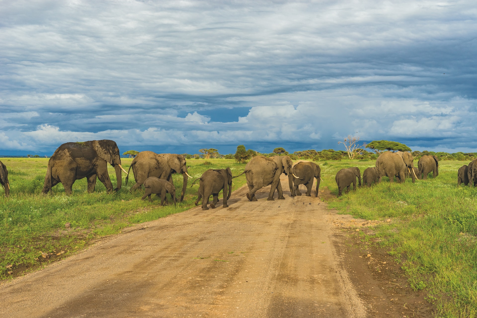 Best National Parks In Tanzania For First Time Safari Goers