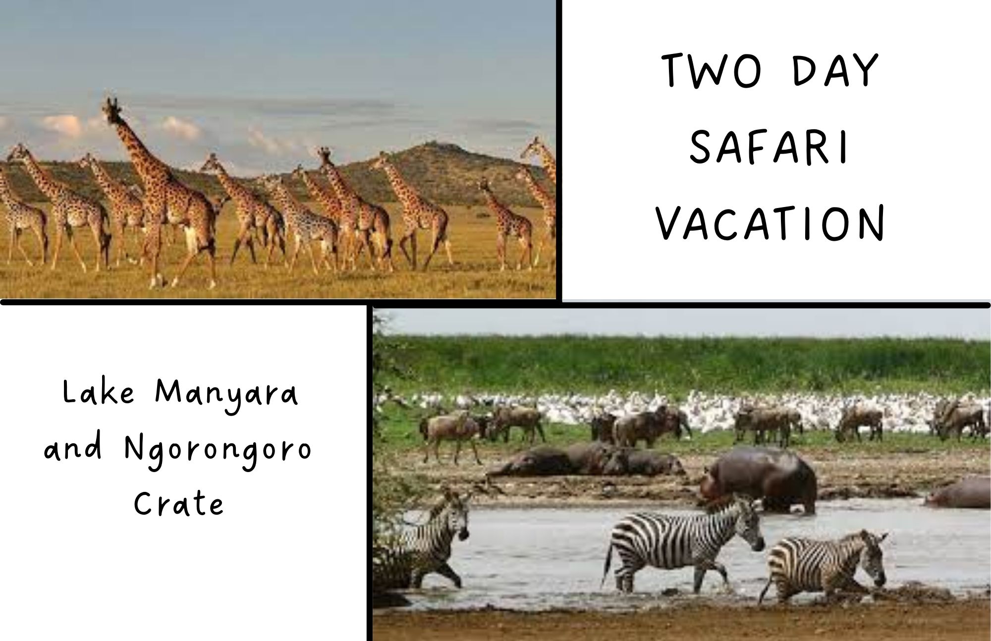Lake Manyara with 12 Girrafes walking in the upper left corner, and the Ngorongoro Crater with zebras, hippopotamuses, and wildebeest walking in the lower right corner