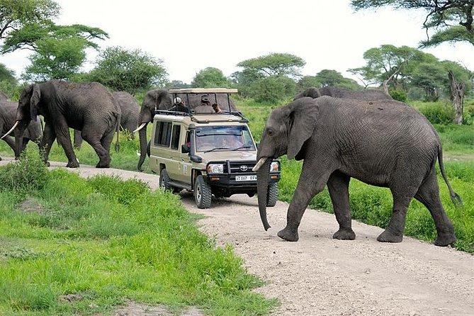 The Tarangire National Park with tourists on a service vehicle and elephants walking