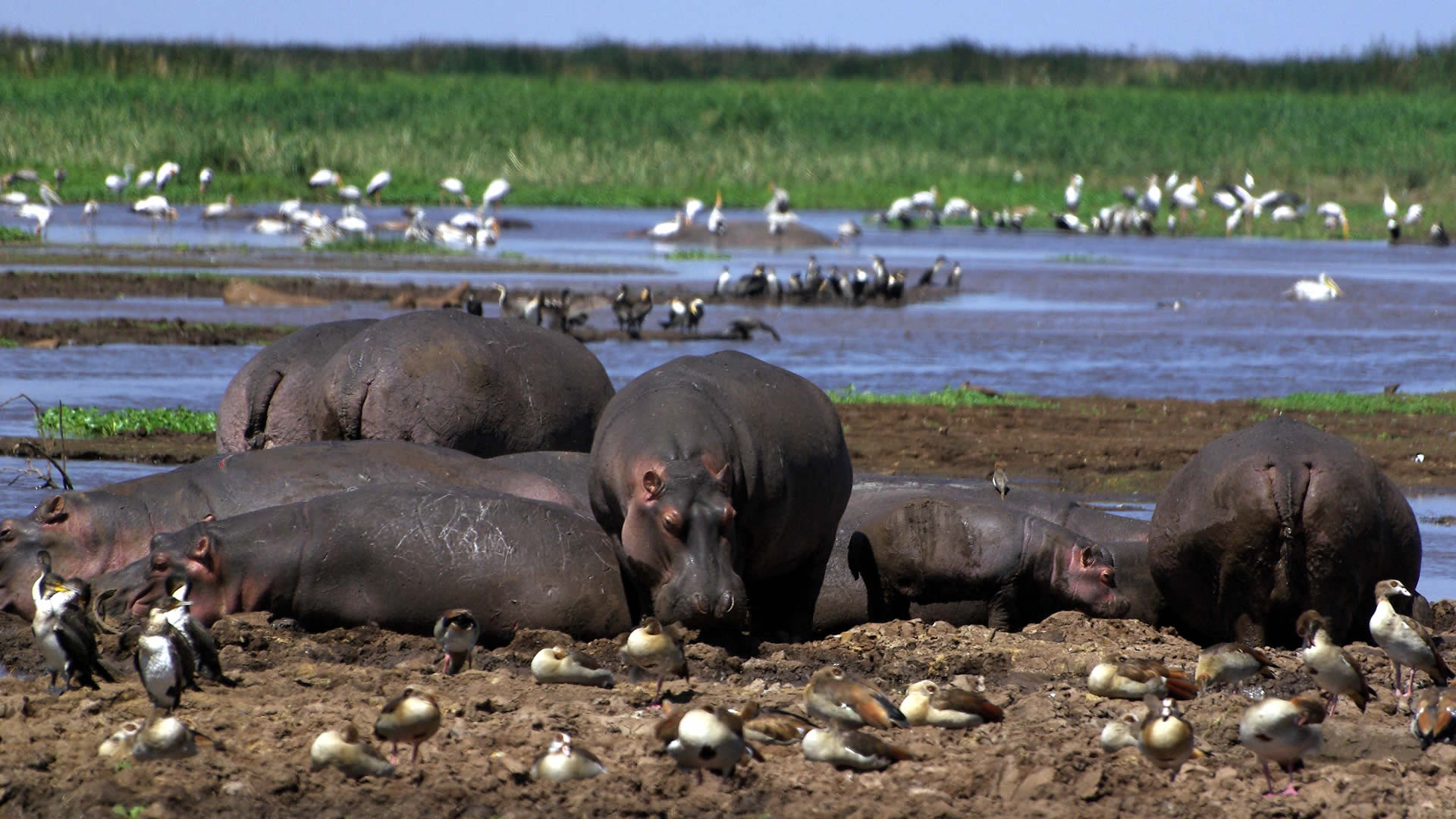 Buffaloes and birds in the national park of Lake Manyara