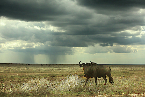 Wildebeests are left alone under the clouds that are forming a storm
