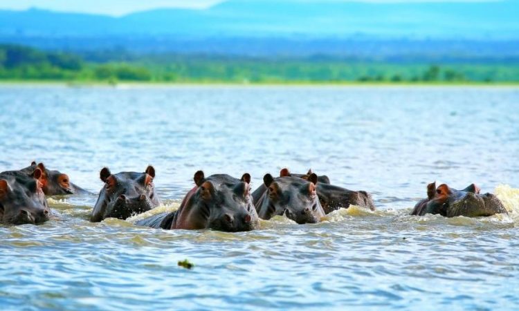 Seven hippopotamuses swimming in Lake Manyara