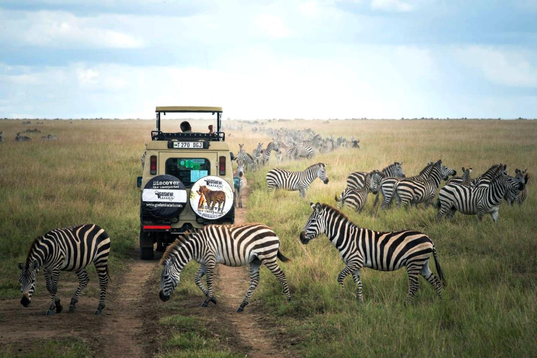 Safari Can Be Discovered In Less Than A Week With This 6-Day Itinerary