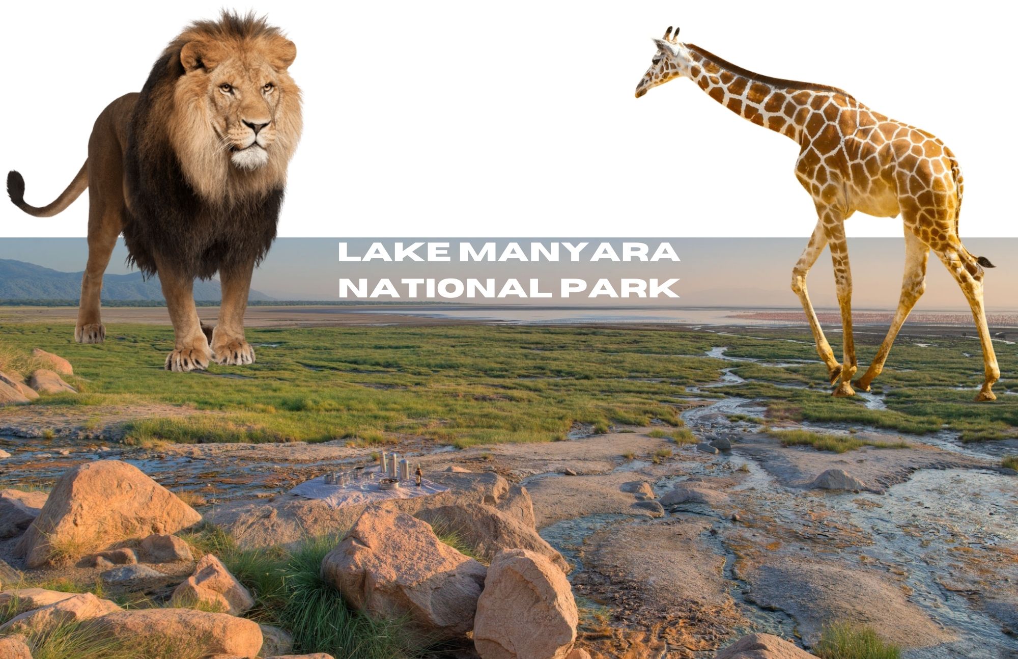 Lake Manyara National Park, with large rocks on the ground and a photograph of a lion and a giraffe