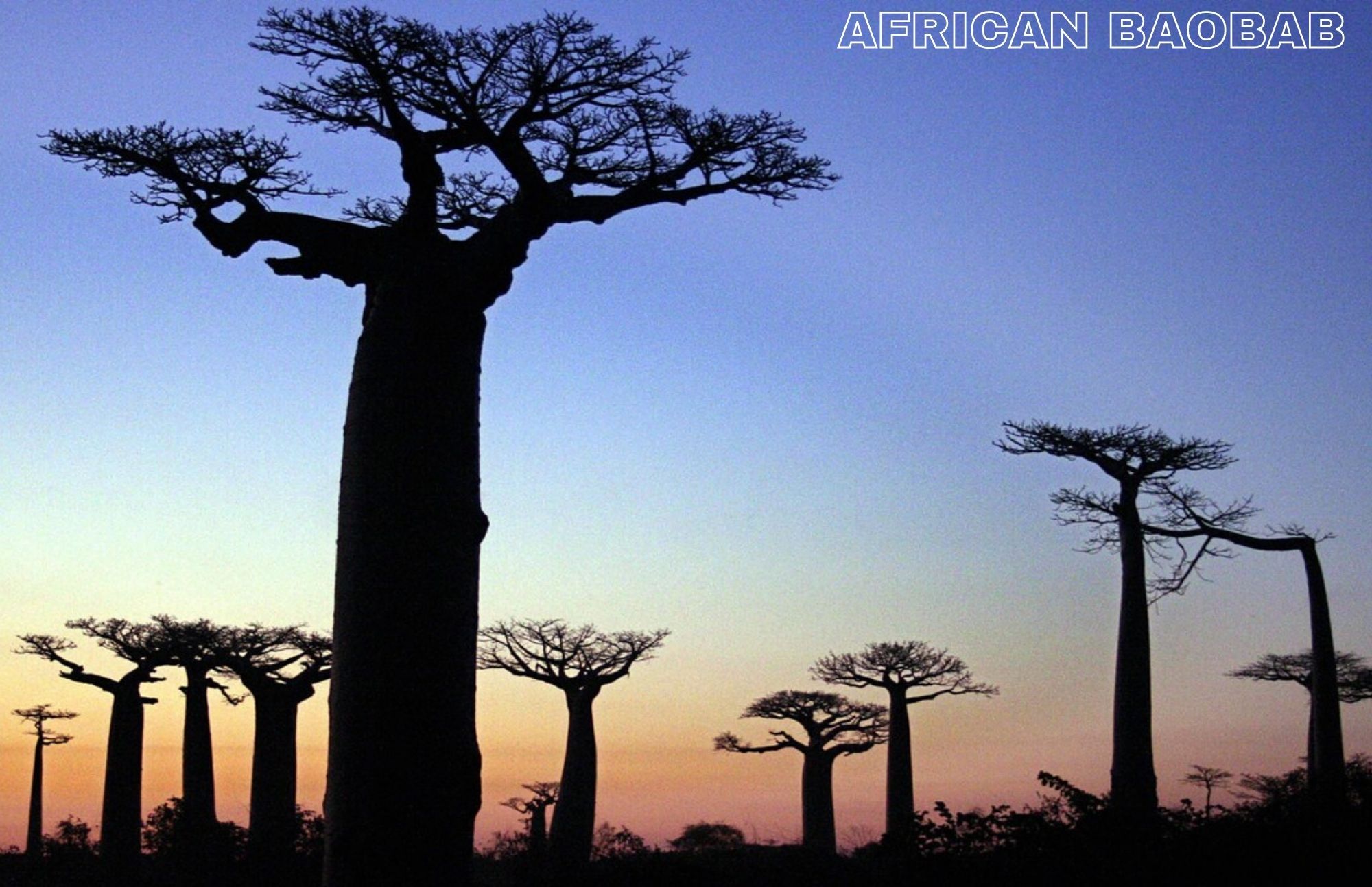 African Baobab trees in silhouette