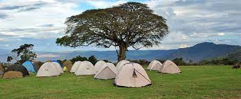 Simba's campsite, with white tents on the grass and a large three