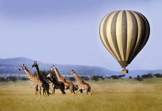 The Serengeti Plains with a hot air balloon and five running giraffes