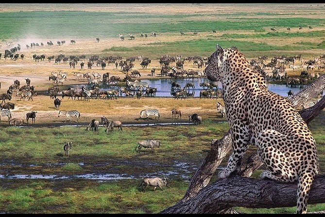 The Arusha Ngorongoro Crater, with many wildebeests and zebras, and one cheetah sat on a tree branch watching them