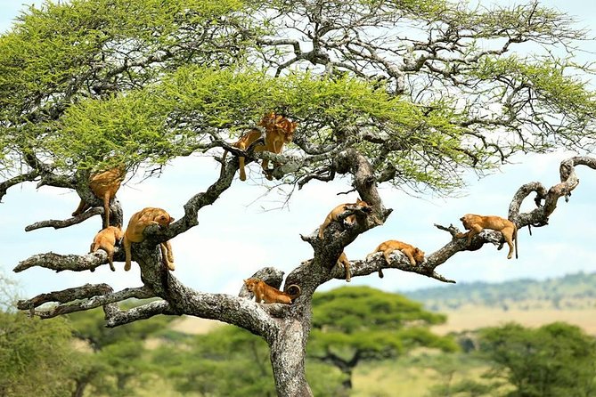 Arusha's Lake Manyara, with nine lionesses resting on tree branches