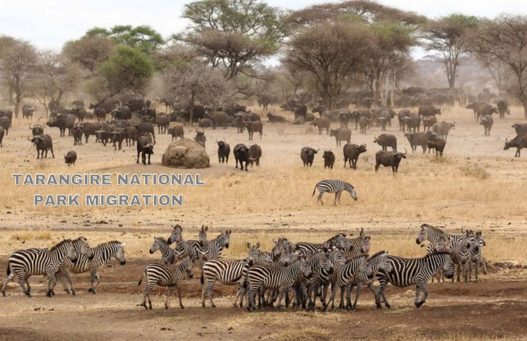 Buffaloes, wildebeest, and zebras migrate through Tarangire National Park