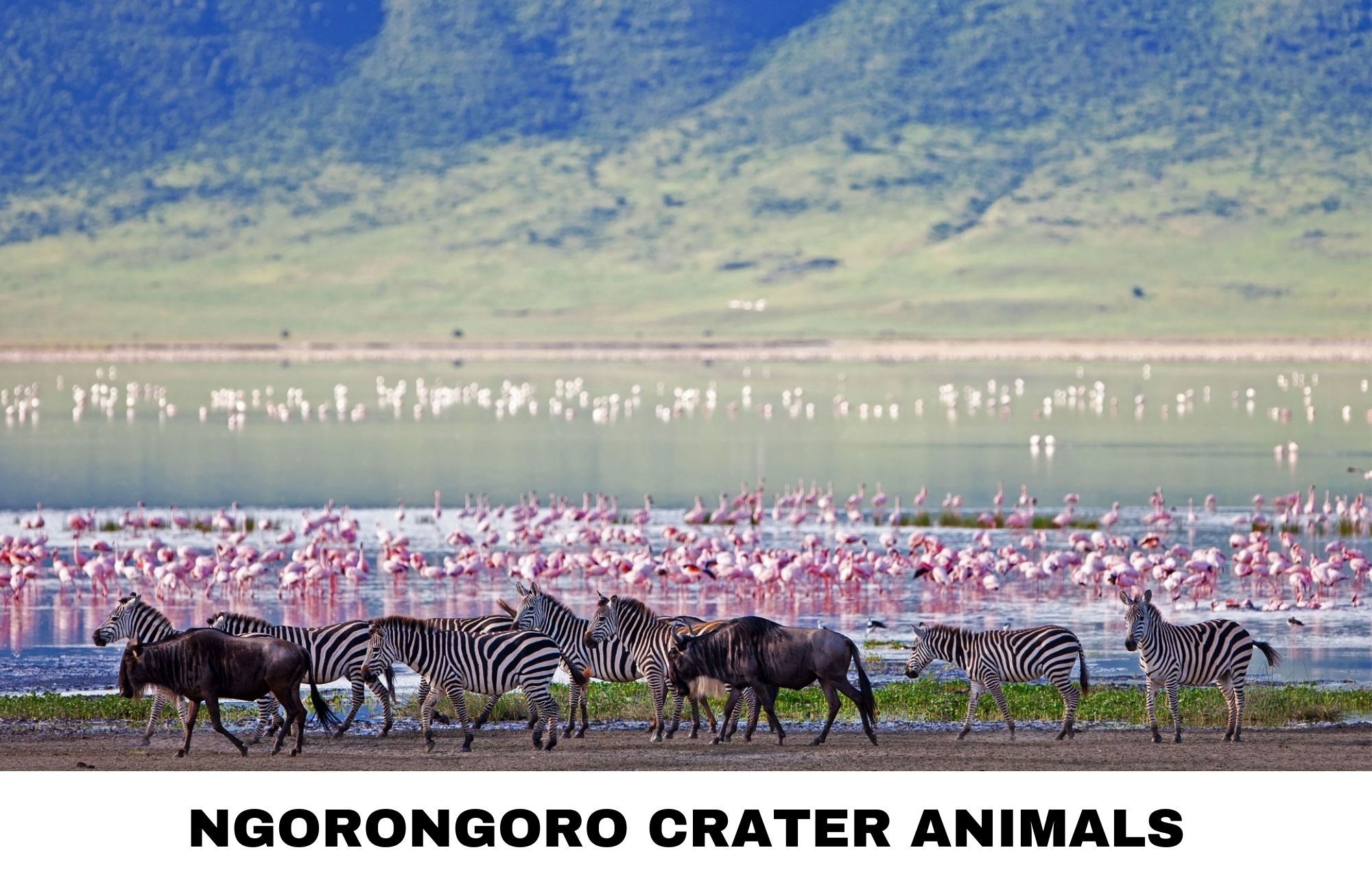 The animals of the Ngorongoro Crater, including wildebeest, zebras, and different types of birds on a top of the water