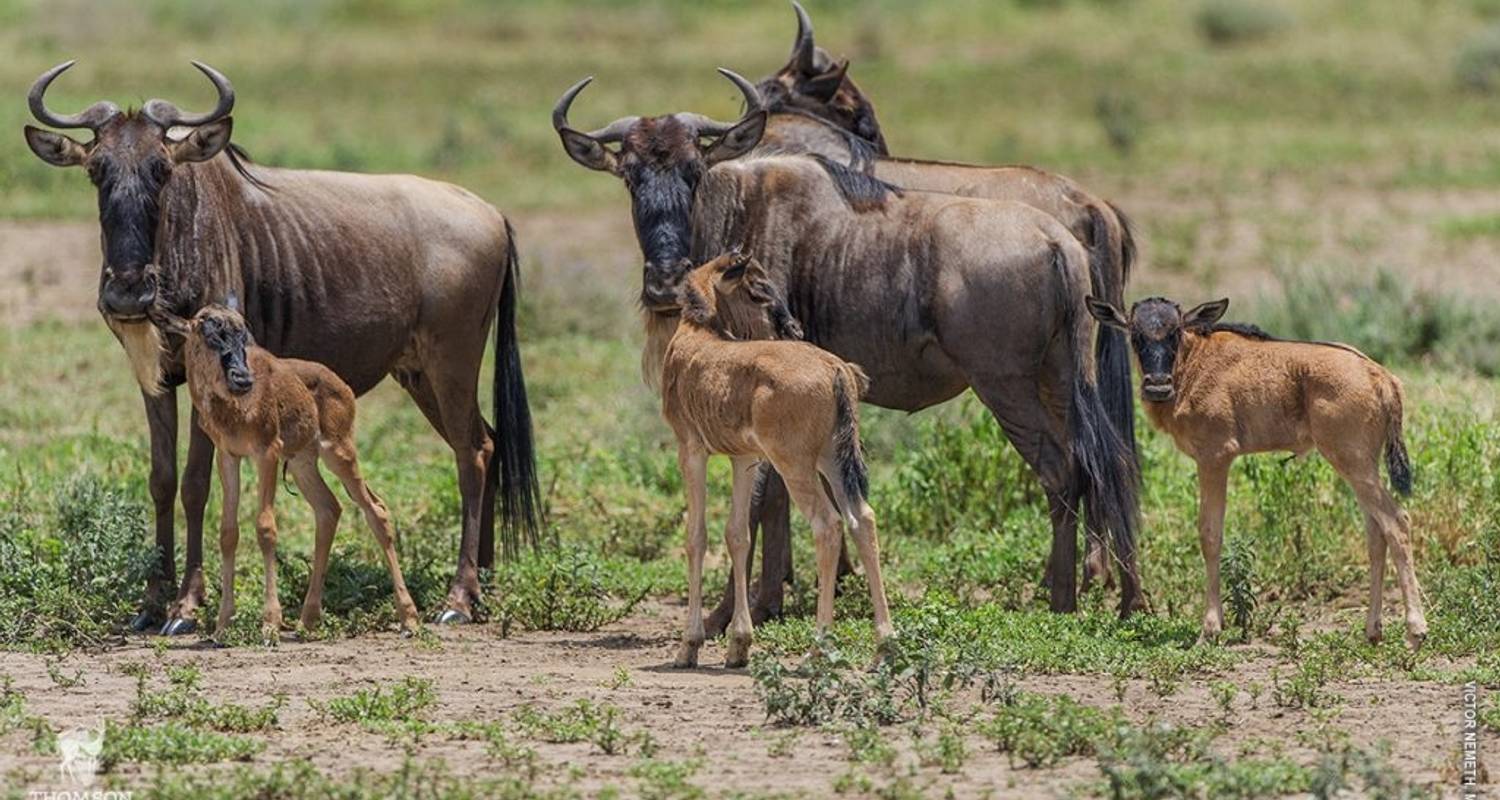 Three wildebeests and their calves