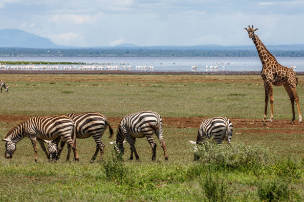 Lake Manyara National Park, with four zebras eating grass and one giraffe staring at the camera