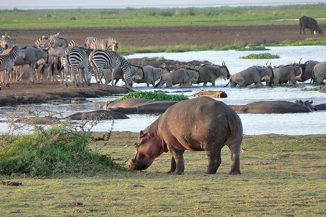 Arusha Lake Manyara, with wildebeests and zebras crossing the lake and hippos submerged in water, one of which is eating/smelling grass