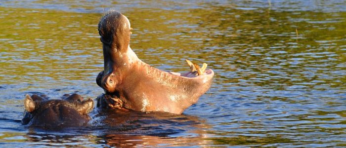 The Hippopotamus of Manyara opens his mouth in the Lake of Manyara