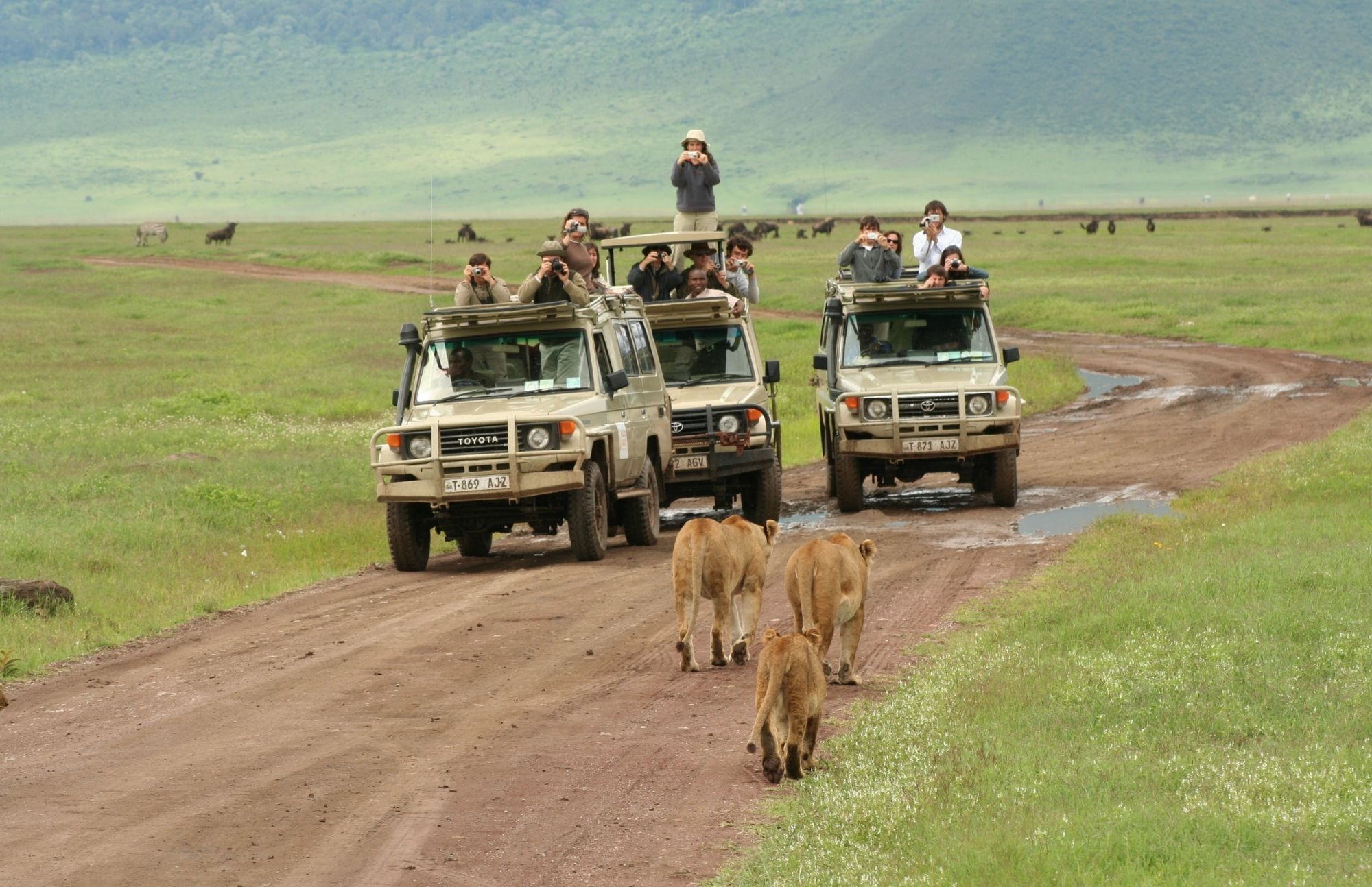 The Ngorongoro Serengeti with tourists on three vehicles photographing three lionesses