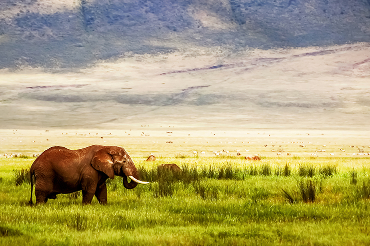 The Ngorongoro Crater, with an elephant walking through the grass