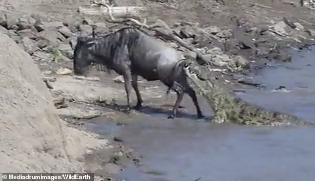 Wildebeest trying to escape from crocodile's jaw after clambering out of Mara River