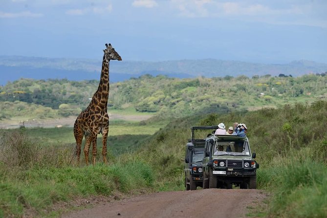 Arusha Safari with two vehicles crossing the climbing road to go to Ngorongoro and a giraffe close